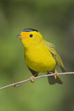 Image. Wilson's Warbler
