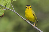Image. Wilson's Warbler