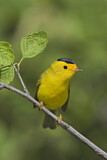 Image. Wilson's Warbler