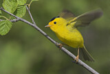 Image. Wilson's Warbler