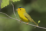 Image. Wilson's Warbler