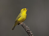 Image. Wilson's Warbler