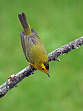 Image. Wilson's Warbler