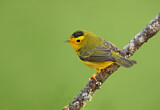 Image. Wilson's Warbler