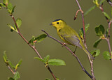 Image. Wilson's Warbler