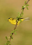 Image. Wilson's Warbler