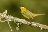 Image. Wilson's Warbler