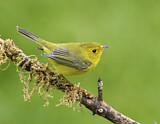 Image. Wilson's Warbler