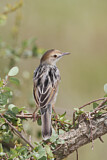 Image. Winding Cisticola