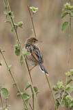 Image. Winding Cisticola