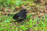Image. Wing-barred Seedeater