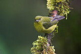 Image. Wing-barred Seedeater