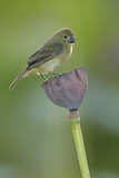 Image. Wing-barred Seedeater