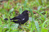Image. Wing-barred Seedeater