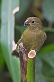 Image. Wing-barred Seedeater