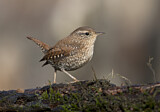 Image. Winter Wren