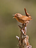 Image. Winter Wren