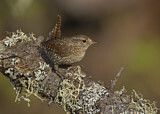 Image. Winter Wren