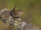 Image. Winter Wren