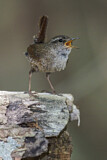 Image. Winter Wren