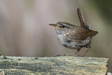 Image. Winter Wren