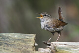 Image. Winter Wren