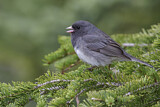 Image. Winterammer