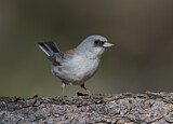 Image. Winterammer dorsalis