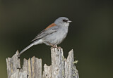 Image. Winterammer dorsalis