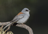 Image. Winterammer dorsalis