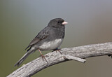 Image. Winterammer hyemalis
