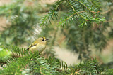 Image. Wintergoldhähnchen