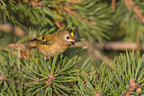 Image. Wintergoldhähnchen