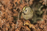 Image. Wintergoldhähnchen