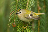 Image. Wintergoldhähnchen