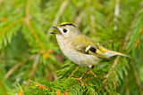 Image. Wintergoldhähnchen