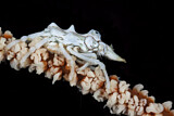 Image. Wire Coral Crab