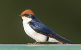 Image. Wire-tailed Swallow