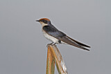 Image. Wire-tailed Swallow