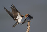 Image. Wire-tailed Swallow