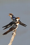 Image. Wire-tailed Swallow