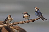 Image. Wire-tailed Swallow
