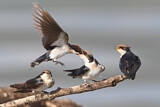 Image. Wire-tailed Swallow