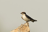 Image. Wire-tailed Swallow