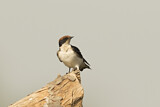 Image. Wire-tailed Swallow