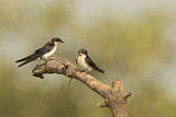 Image. Wire-tailed Swallow