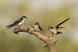 Image. Wire-tailed Swallow