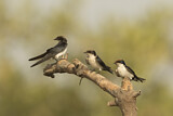 Image. Wire-tailed Swallow