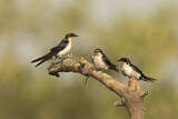 Image. Wire-tailed Swallow