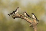 Image. Wire-tailed Swallow